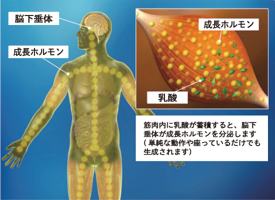 成長ホルモンの分泌