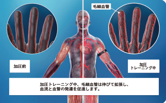 毛細血管の説明